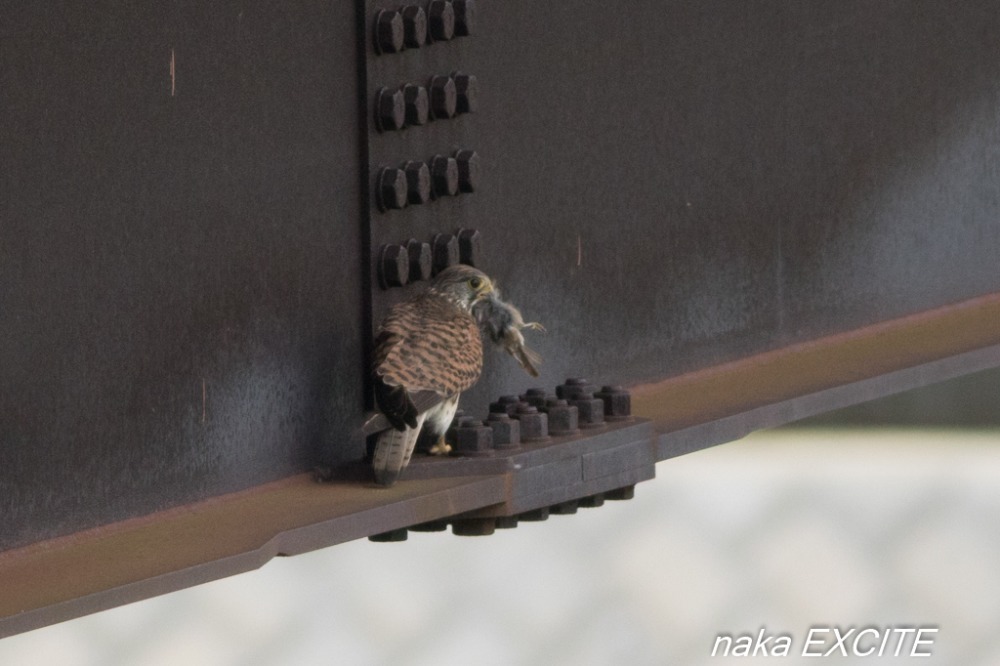 チョウゲンボウの食事　（2016/06/05　雨）_f0281533_12465389.jpg