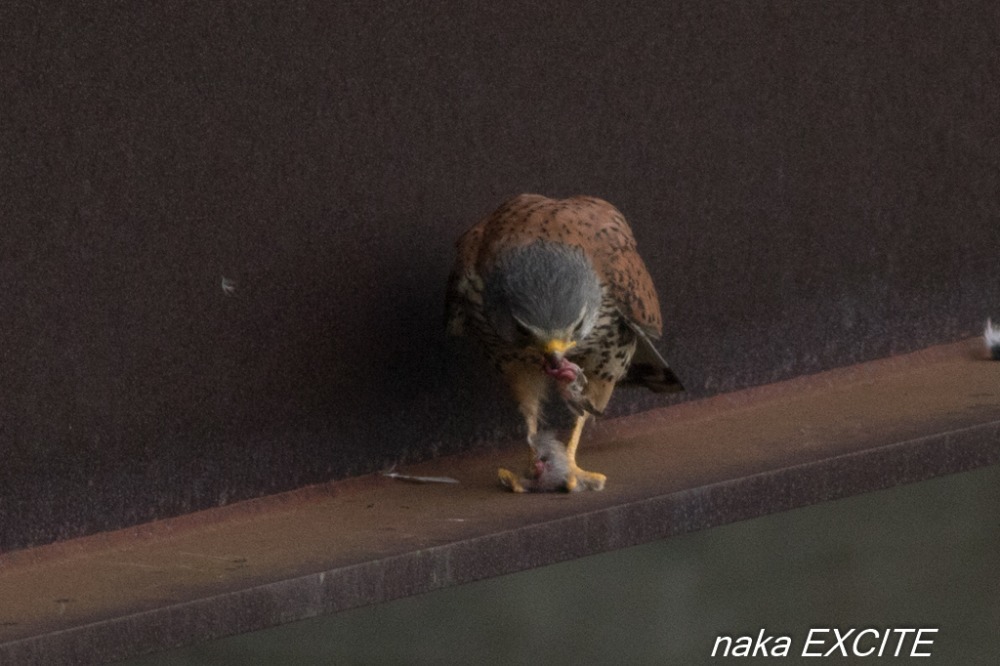 チョウゲンボウの食事　（2016/06/05　雨）_f0281533_12470910.jpg