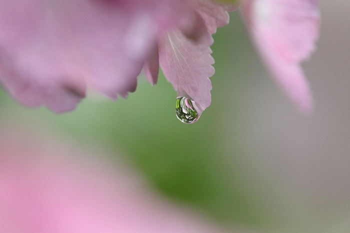 雨のあとは・・・_f0327034_20065094.jpg