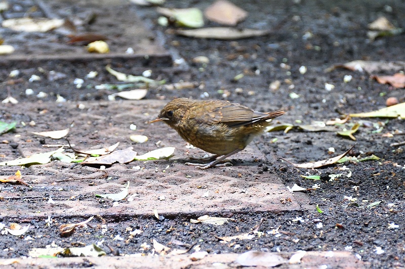 三宅島探鳥_a0026235_21134324.jpg