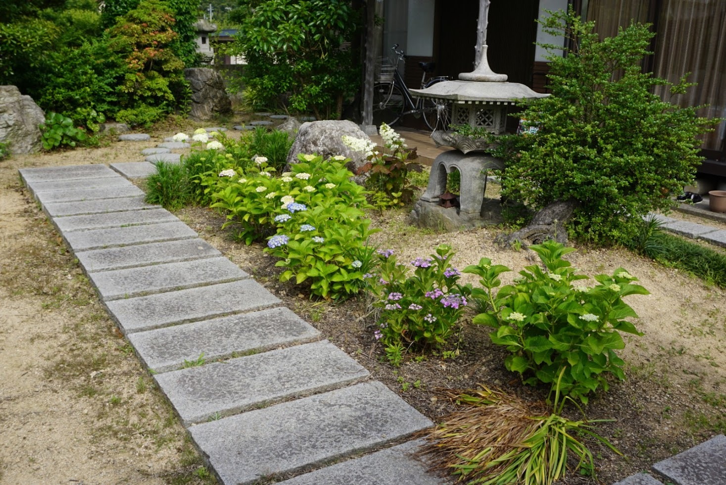 紫陽花の庭づくり 今日の一枚 紫陽花の庭づくり 今日の一枚