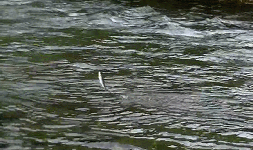 a0056140_17231289.gif