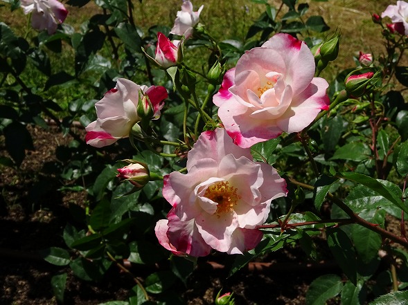 中之島公園の日本作出のバラ_b0299042_15475981.jpg