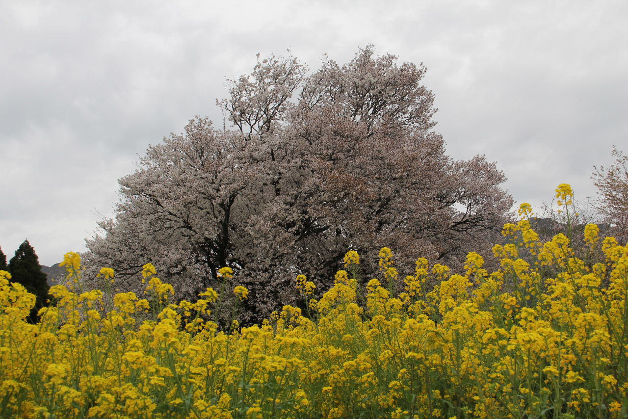 ２０１６年の「桜紀行」 ・・「浅井の一本桜」、「一心行の大桜」_c0011649_12523617.jpg