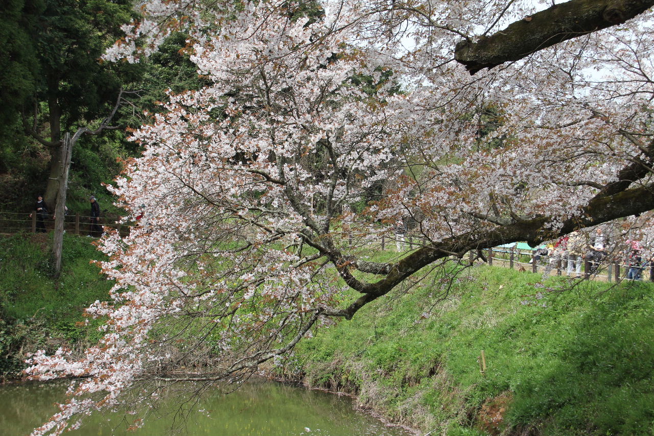 ２０１６年の「桜紀行」 ・・「浅井の一本桜」、「一心行の大桜」_c0011649_3501626.jpg