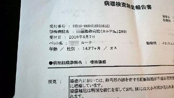 ワンコとバラ_a0150850_16194023.jpg