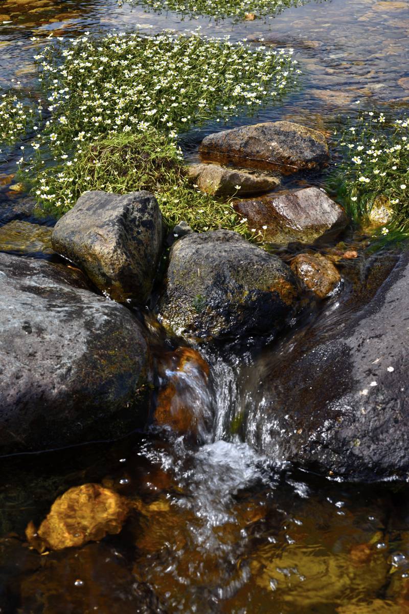 梅花藻　　　　兵庫県_d0286954_05452351.jpg