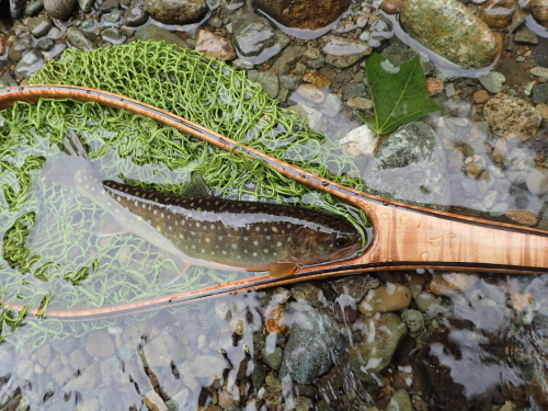 a0215155_14540826.jpeg