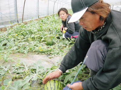 熊本スイカは今が旬!選べるラインナップで大好評発売中!!_a0254656_1819014.jpg
