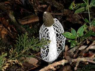 この植物はラフレシアより臭い_a0132757_15431828.jpg