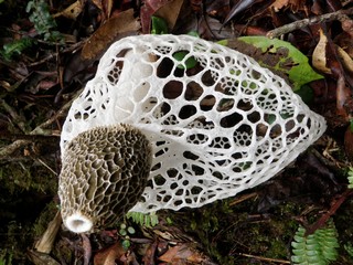 この植物はラフレシアより臭い_a0132757_1544138.jpg