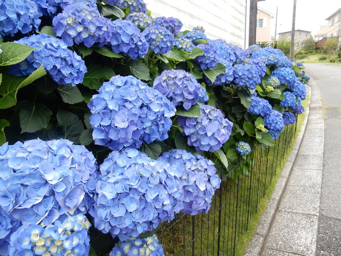 ’16,6,5(日)今日も紫陽花を探しに~!_f0060461_11541196.jpg