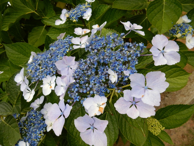 ’16,6,5(日)今日も紫陽花を探しに~!_f0060461_13291360.jpg