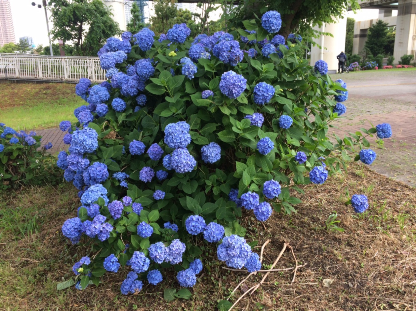 降られたけど、楽しいシーズンよのぉ、と実感。_f0054969_20560376.jpg