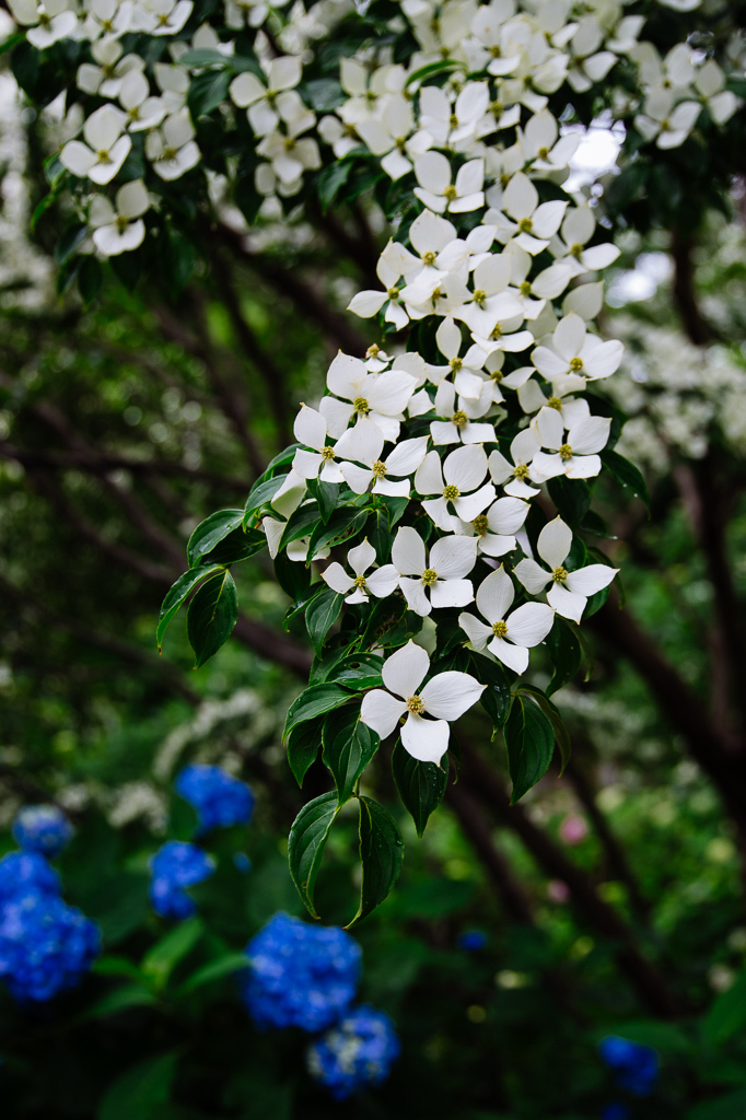 矢田寺　紫陽花 1_a0301676_20492904.jpg