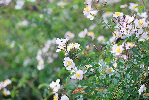 ロックローズと今日のバラ あなたに似た花 ロックローズと今日のバラ あなたに似た花
