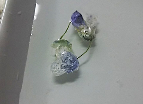 藤の花の砂糖漬けと Fuwari Fuwari ふわふわり