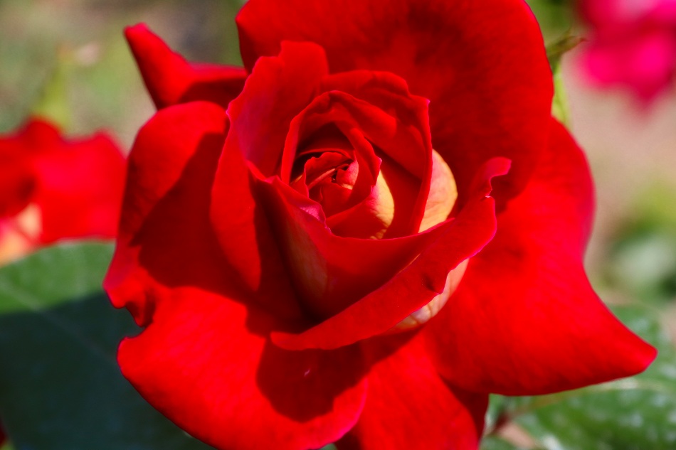 赤いバラ(^^♪のデジブックを公開しました。_c0265095_2156664.jpg