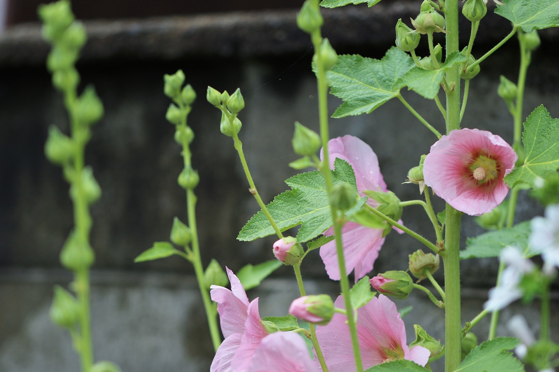 梅雨に咲く花　　　　　≪　　　庭の花々　　　≫_a0140000_2242991.jpg