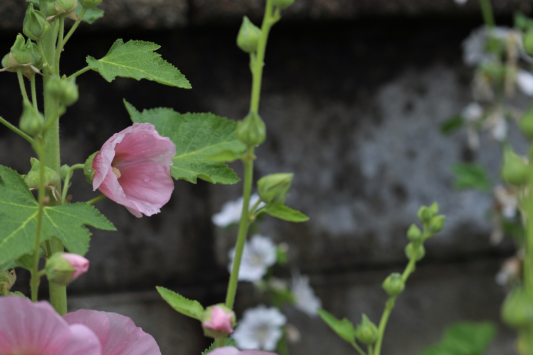 梅雨に咲く花 庭の花々 そよ風のつぶやき 梅雨に咲く花 庭の花々 そよ風のつぶやき