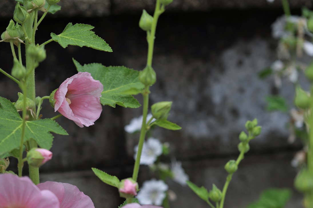 梅雨に咲く花　　　　　≪　　　庭の花々　　　≫_a0140000_2245934.jpg