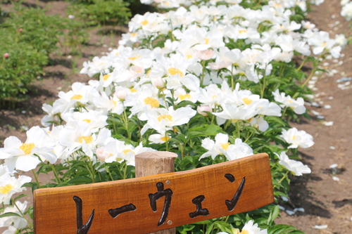 南陽市　諏訪神社　しゃくやく祭り・・・２０_c0075701_13192628.jpg