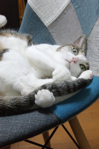 しっぽ大好き_a0122205_15204825.jpg