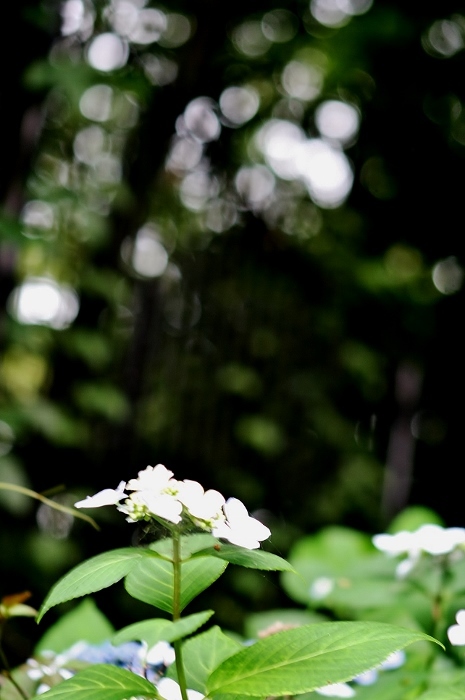 森の紫陽花　Ⅱ_f0195711_08460838.jpg