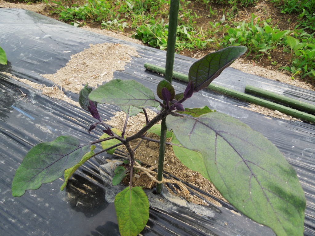 「畑仕事 Jun-2016」_a0120513_2034326.jpg