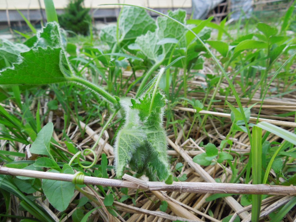 「畑仕事 Jun-2016」_a0120513_20344911.jpg