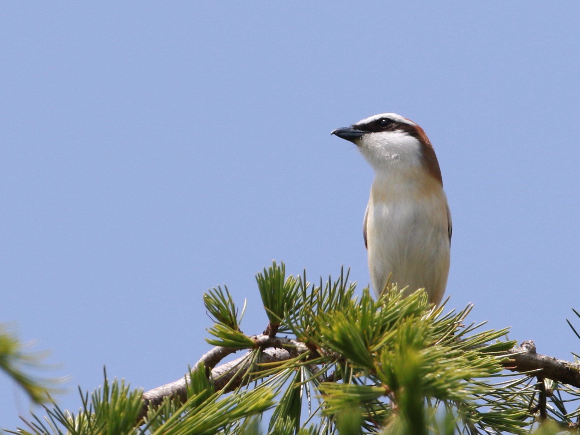 Ｌｉｆｅｒ　アカモズ　（Ｎｏ．２４９）　AGKにて_d0346713_20452123.jpg