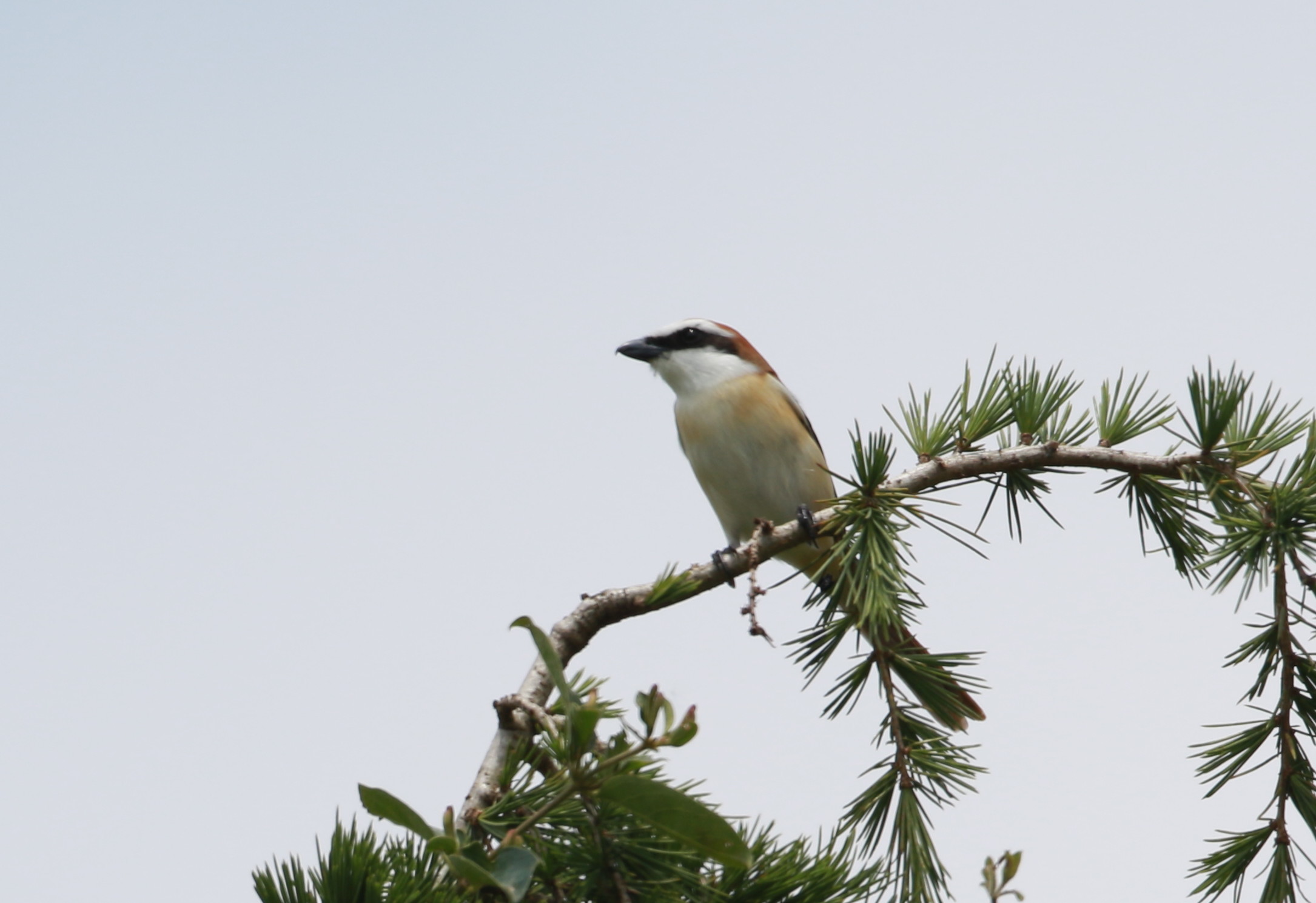 Ｌｉｆｅｒ　アカモズ　（Ｎｏ．２４９）　AGKにて_d0346713_20455000.jpg