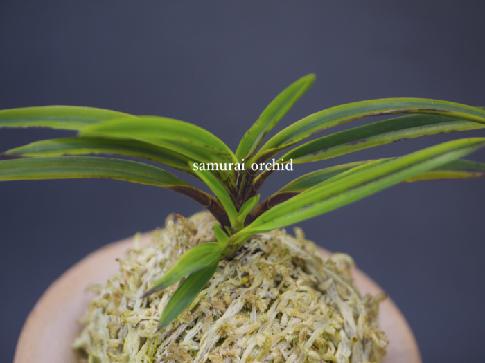 紫玉 芸西産萌黄縞 : □ サムライ オーキッド □ 富貴蘭