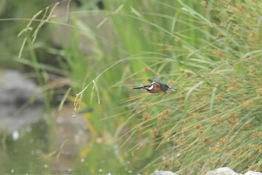 160606 幼鳥出悪し_c0278820_17283758.jpg