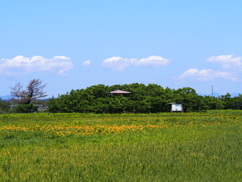 ニッコウキスゲ:ベンセ湿原(つがる市)*2016.06.06_b0147224_21104329.jpg
