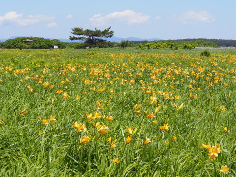 ニッコウキスゲ:ベンセ湿原(つがる市)*2016.06.06_b0147224_21122639.jpg