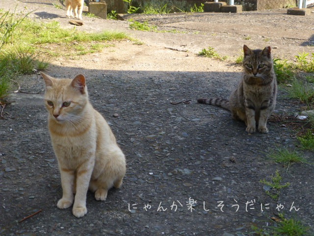 愛媛・青島【猫の島】3_e0237625_22392171.jpg