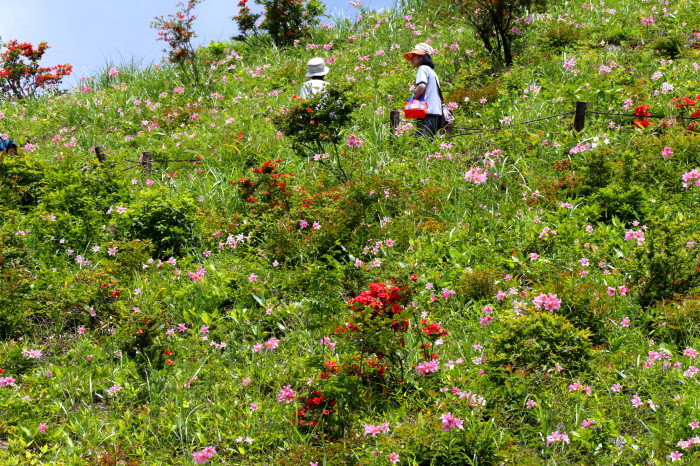 福島県喜多方市熱塩加納町　「ヒメサユリ群生地」 ②_d0106628_04273210.jpg