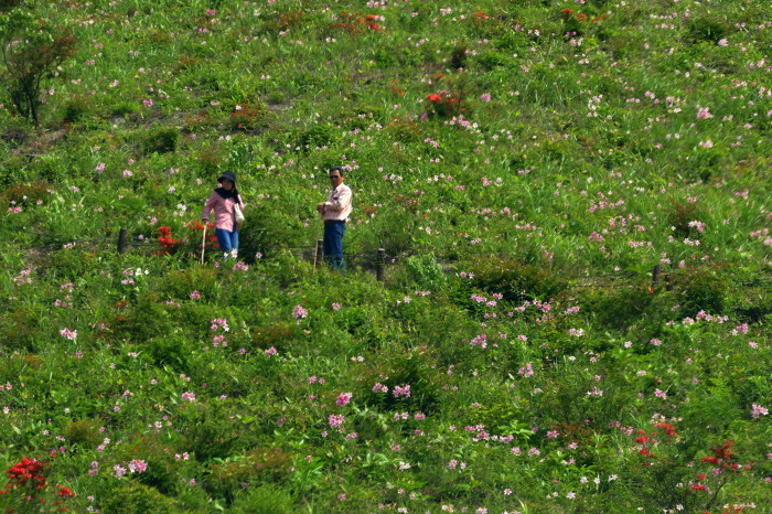 福島県喜多方市熱塩加納町　「ヒメサユリ群生地」 ②_d0106628_04274449.jpg