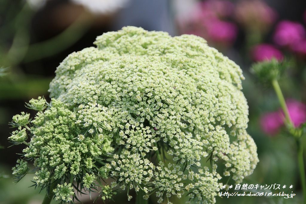 市民農園の人参やニンニクの花など！！！_e0052135_1353848.jpg