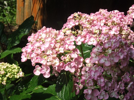 コロンとしたうちの紫陽花_b0089338_22304888.jpg