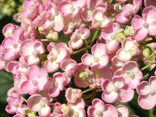 コロンとしたうちの紫陽花_b0089338_2231213.jpg