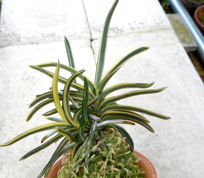 【即出荷】 富貴蘭 気ままな園芸倶楽部 : 西鶴 花