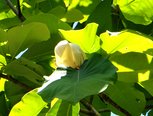 e0347355_13433781.jpg