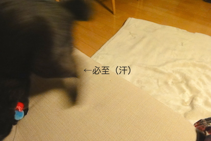f0054859_17124240.jpg