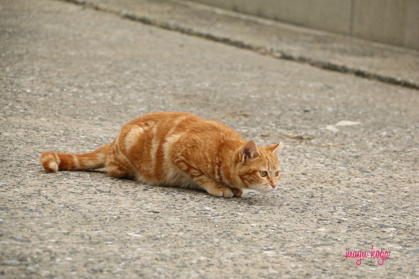 茶トラ Vs 茶トラ ねこ旅また旅