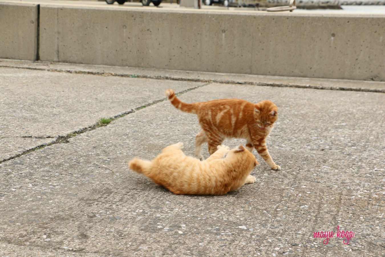 茶トラ① VS 茶トラ②_e0255060_00335364.jpg