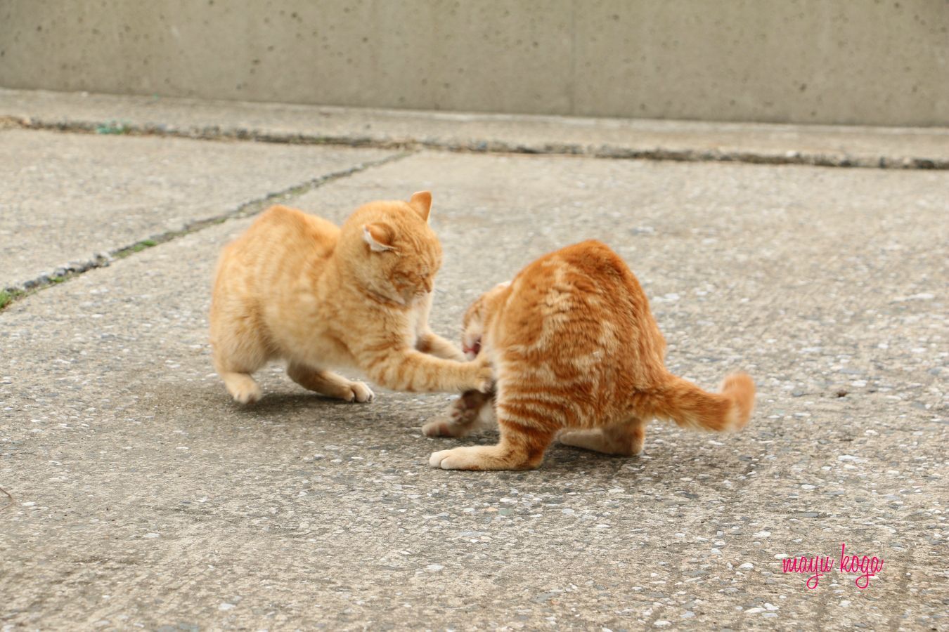茶トラ① VS 茶トラ②_e0255060_00381984.jpg