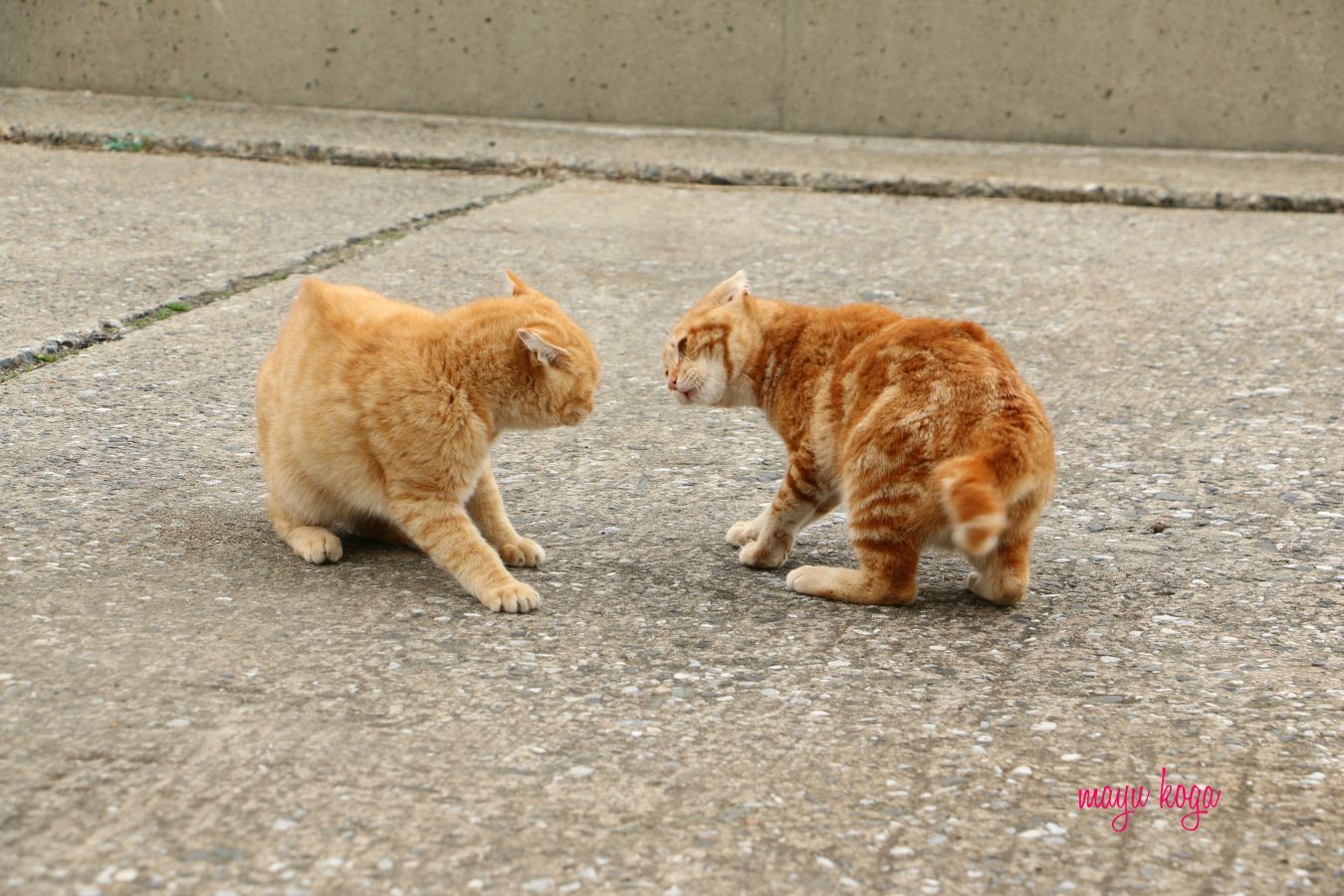 茶トラ① VS 茶トラ②_e0255060_00385255.jpg