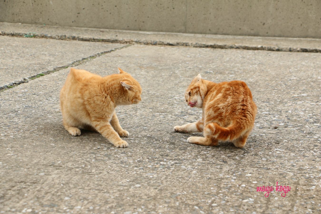 茶トラ① VS 茶トラ②_e0255060_00395921.jpg